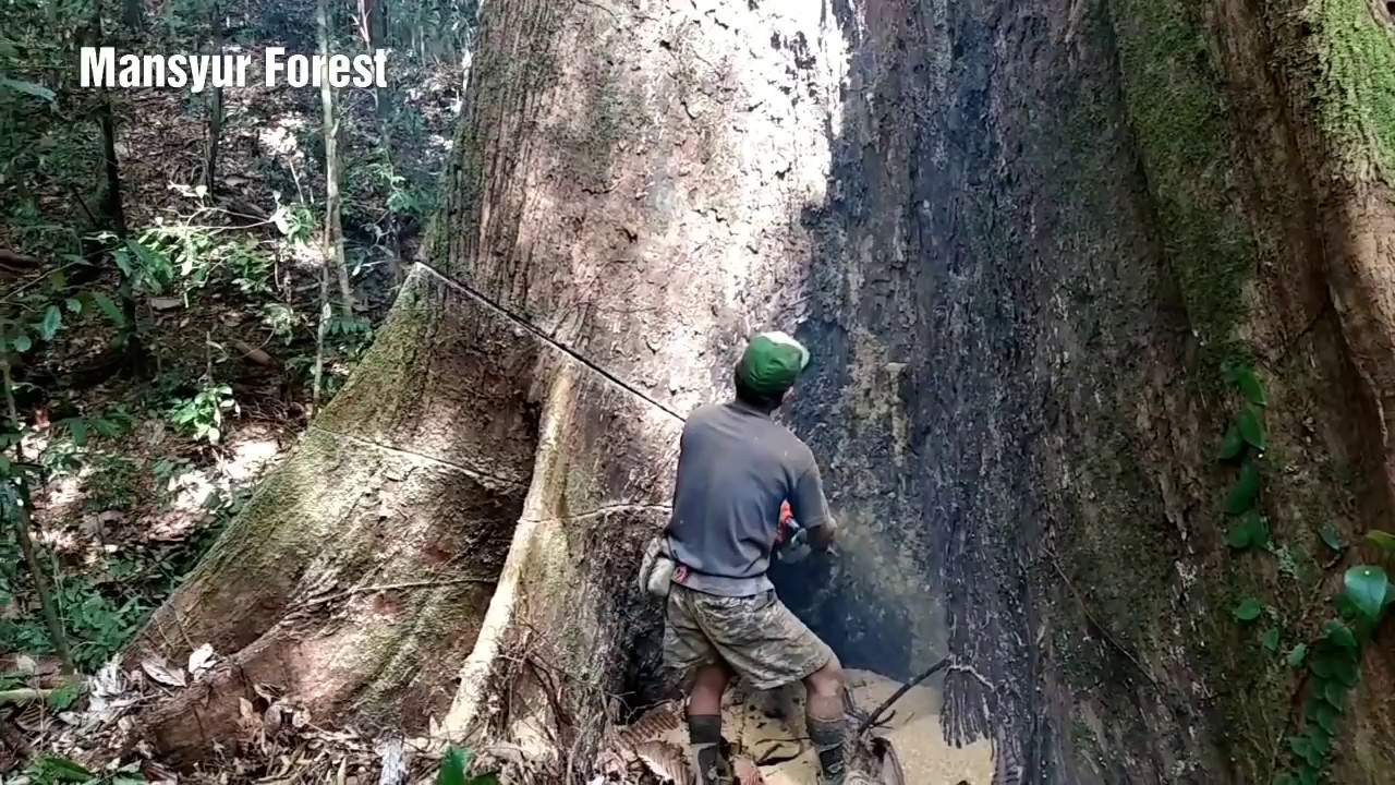 Pelaksanaan Tebangan Sudah Sempurna Tapi Gagal Tumbang... Kenapa ?... Yu Kita Simak Sama-Sama...