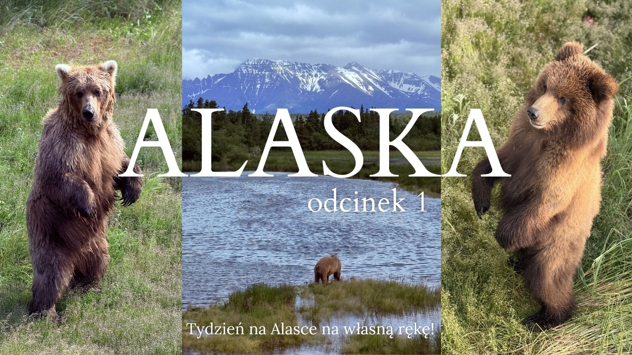 Lecimy na Alaskę  🐻  białe noce | pierwsze spotkanie z łosiem i dziką naturą | jak zaplanować wyjazd