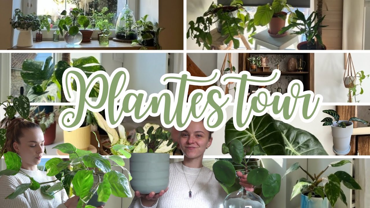 Pourquoi TU DOIS avoir des plantes chez toi ? + plantes tour 🌱