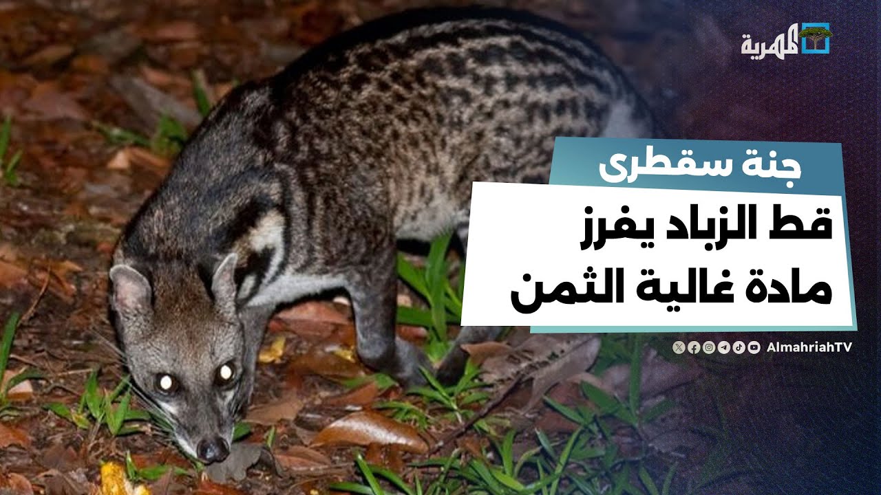 قط الزباد يفرز مادة غالية الثمن تدخل في صناعة العطور