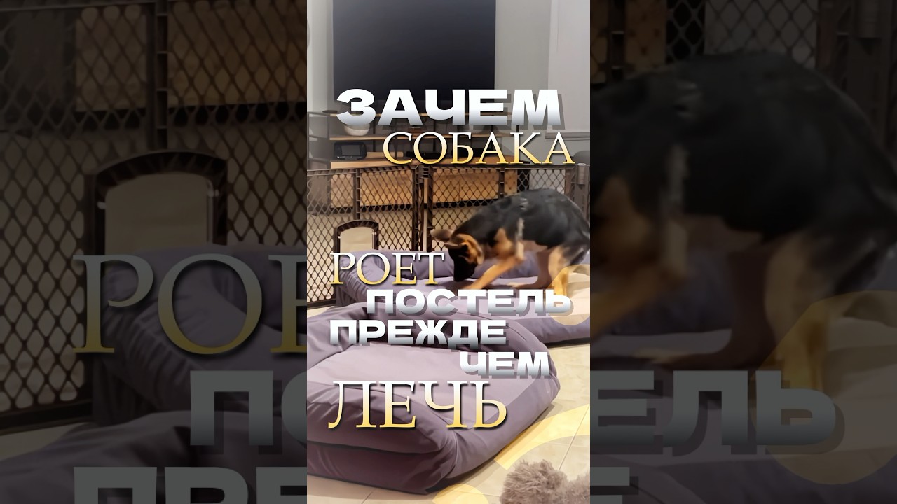 #зоопсихология #собака #суперсобака #собаки