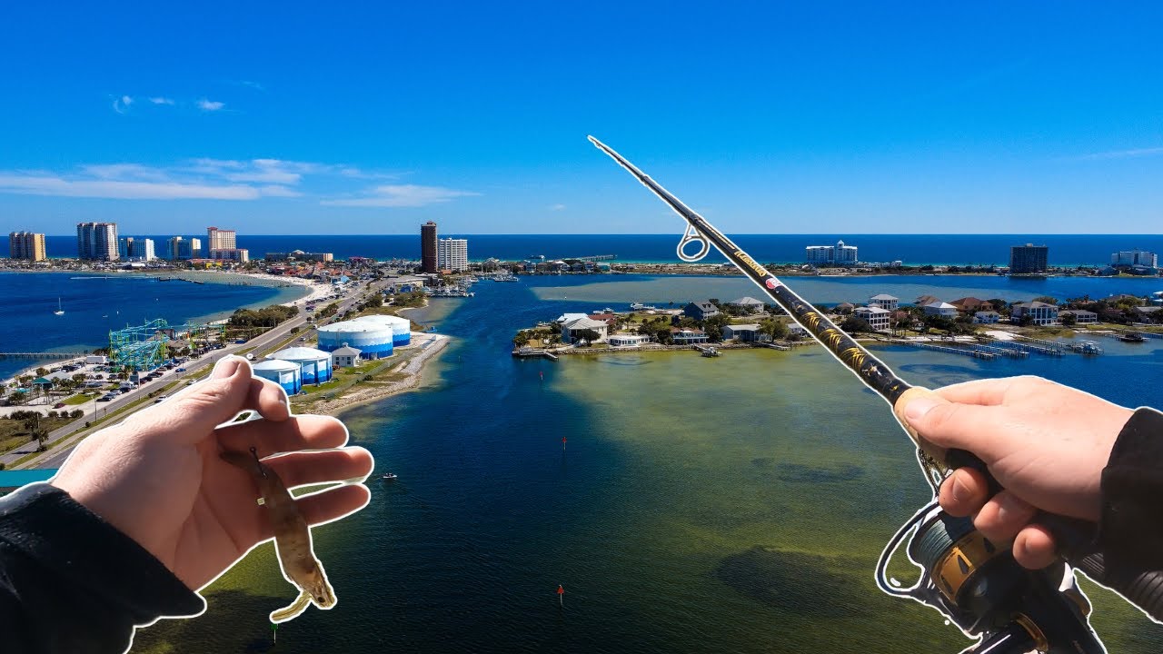Catching Huge Fish In Shallow Water With Live Shrimp | Sight Fishing Docks