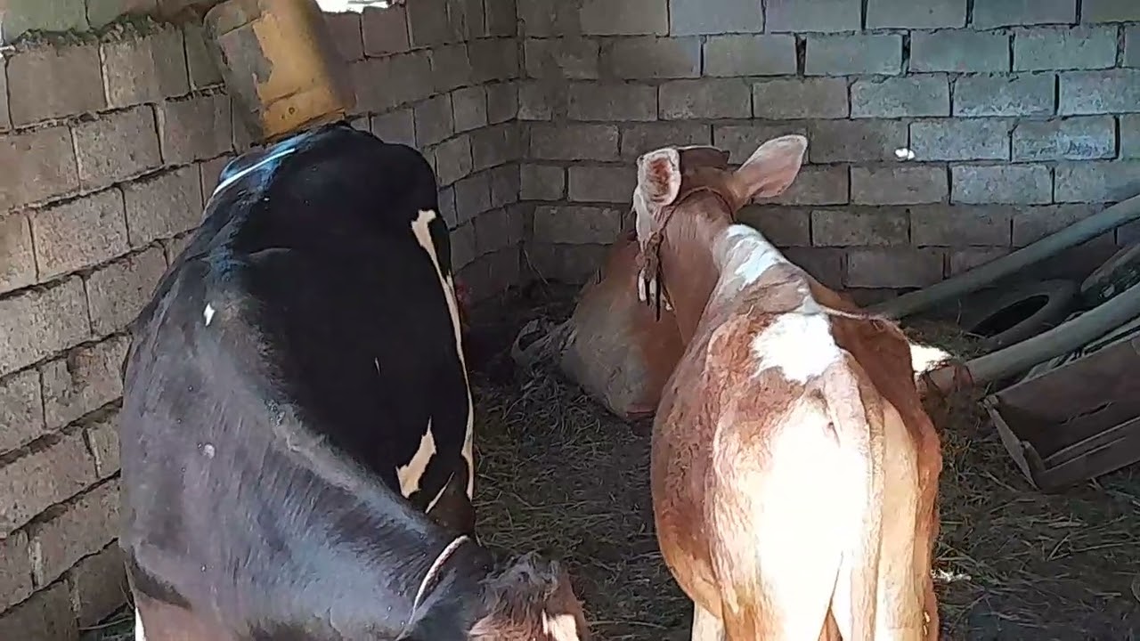 Moments among domestic cows