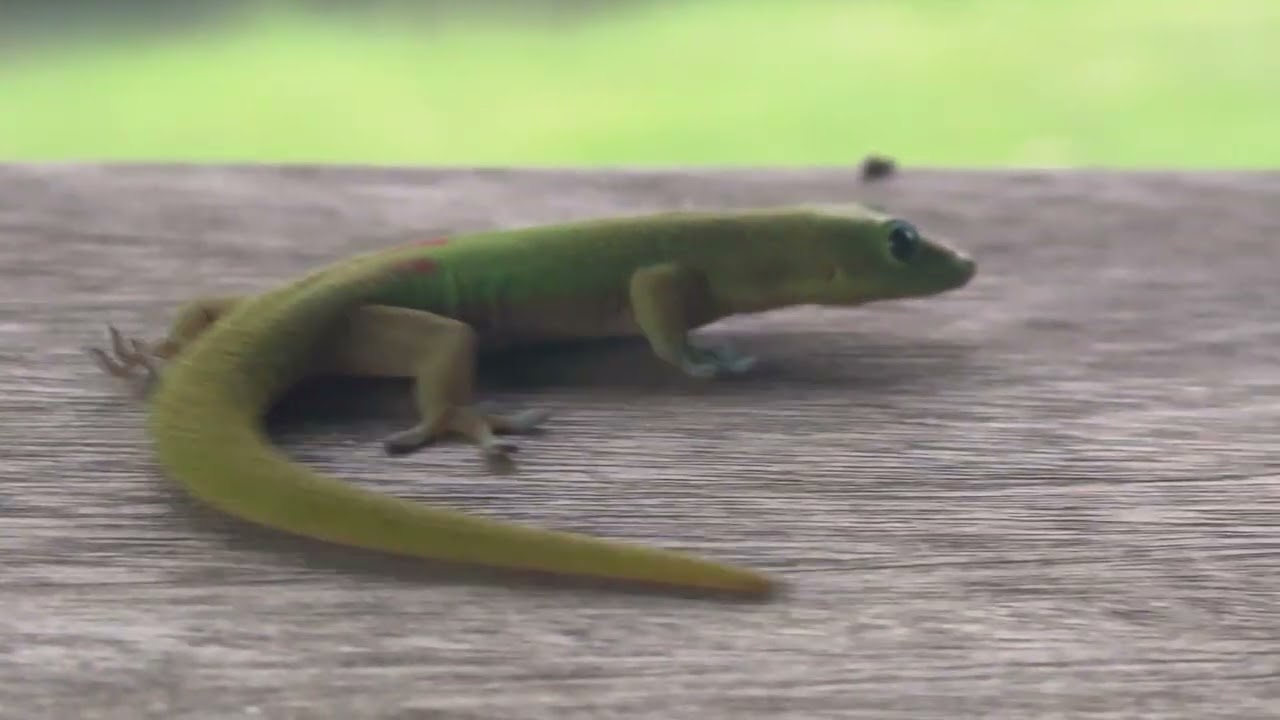 Hawai’i Lizard licking a banana slice