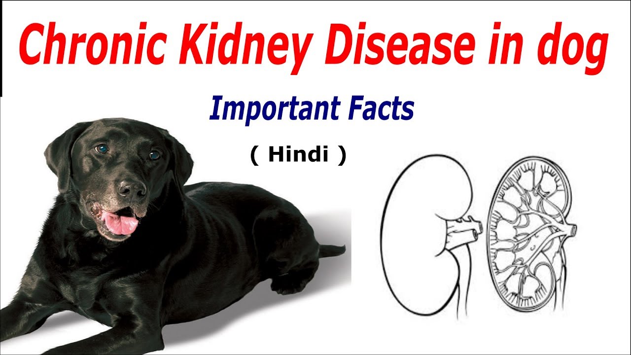 Kidney disease in dog : Important Facts