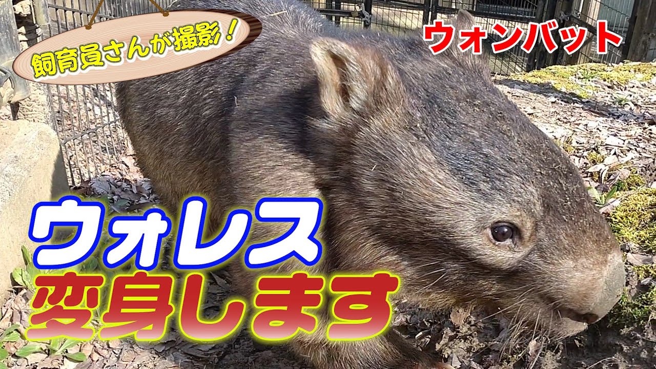 大人気ウォンバット・ウォレスのお散歩「ウォレ散歩」中になんと変身を遂げた！？（Wombat）