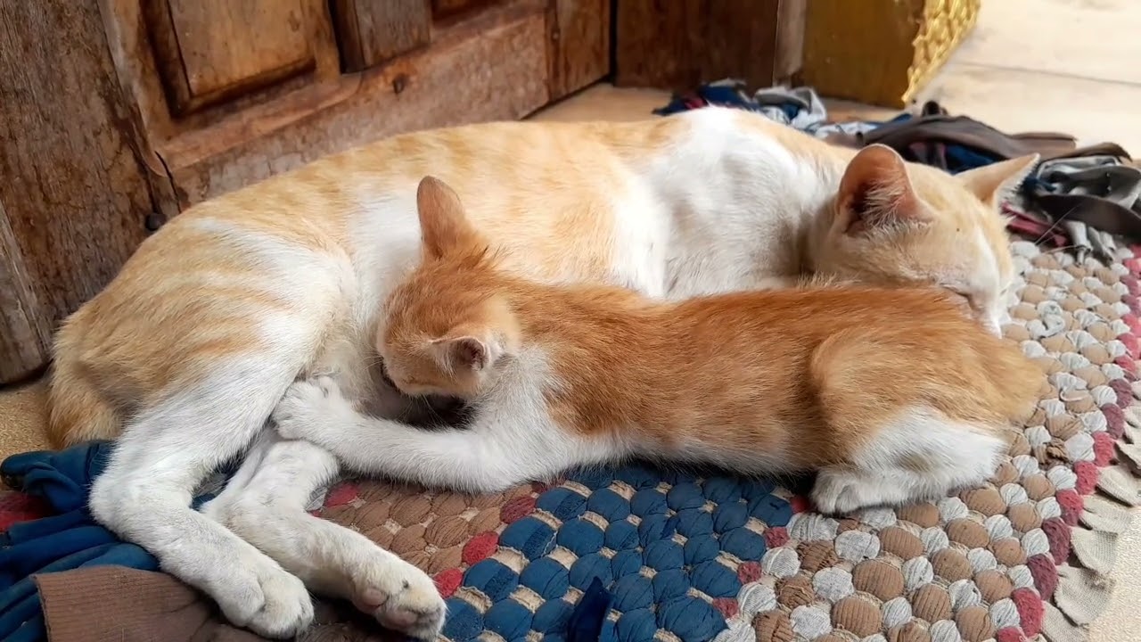 A little kitten is getting milk from mom cat it's very lovely 
