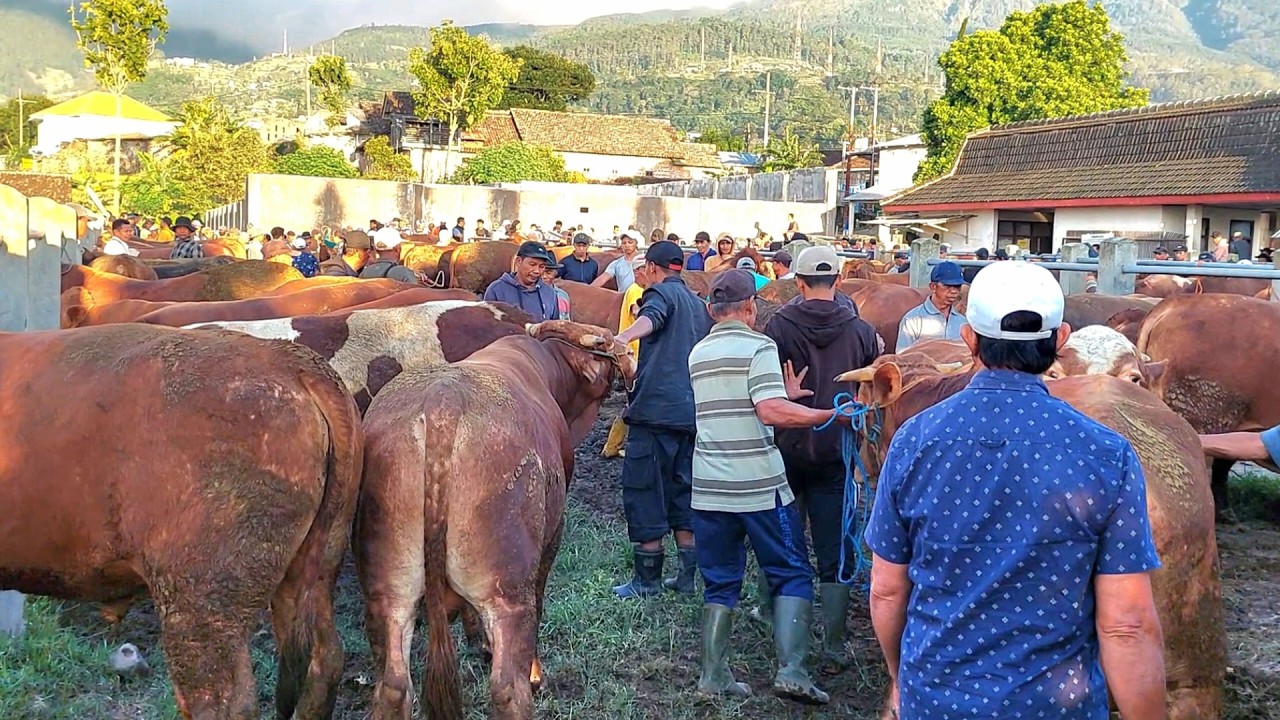 HARGA SAPI LEMON HARI INI PASAR SAPI PLAOSAN