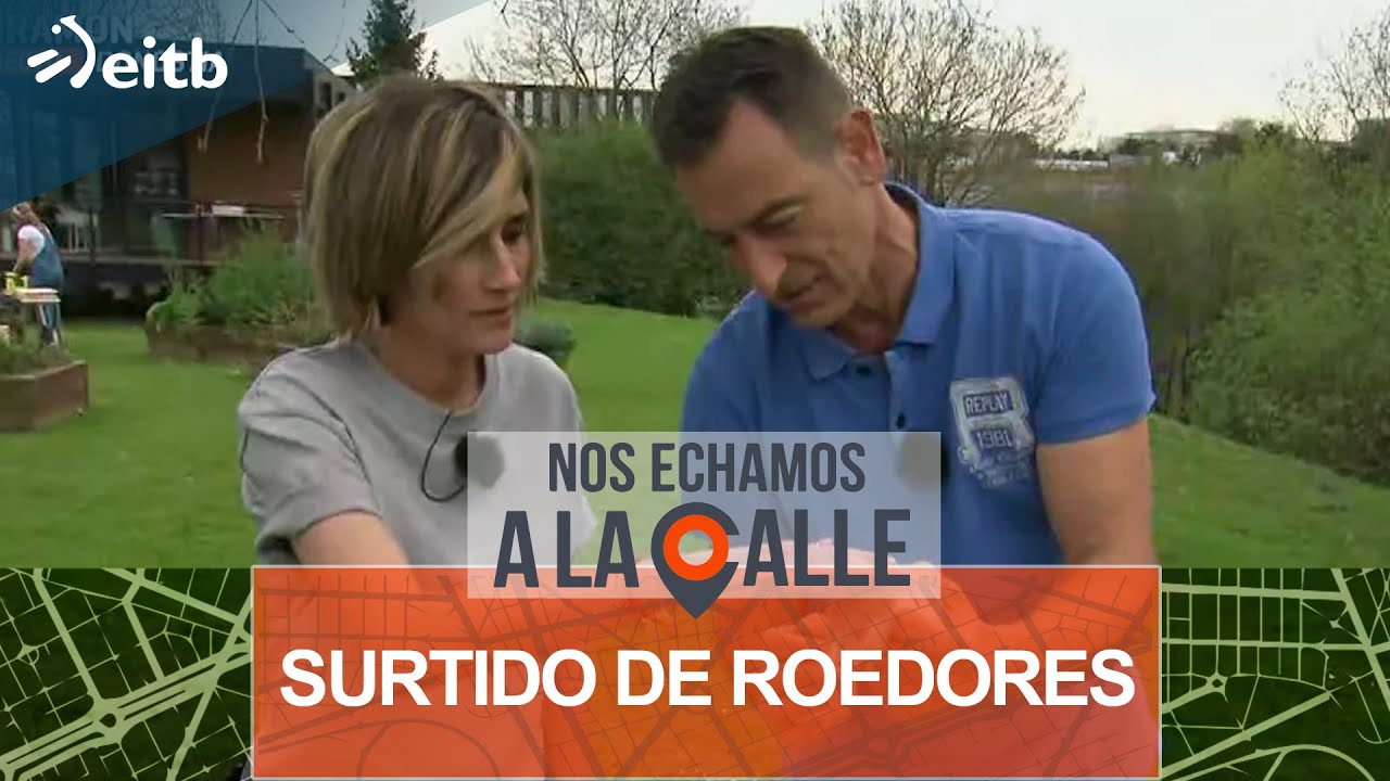 Surtido de roedores: rata doméstica, jerbo del desierto y hámster del desierto