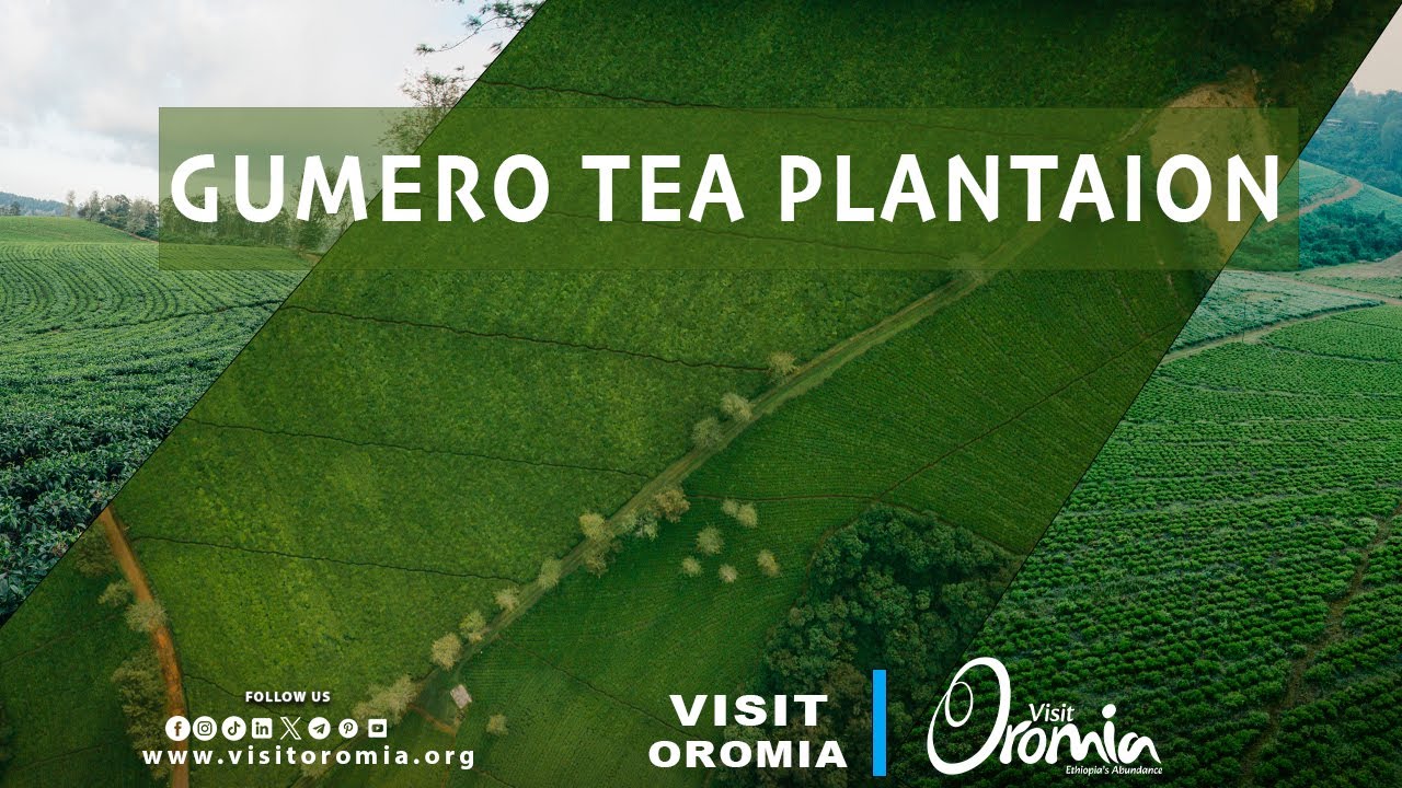 Visit Oromia --Gumero Tea Plantation