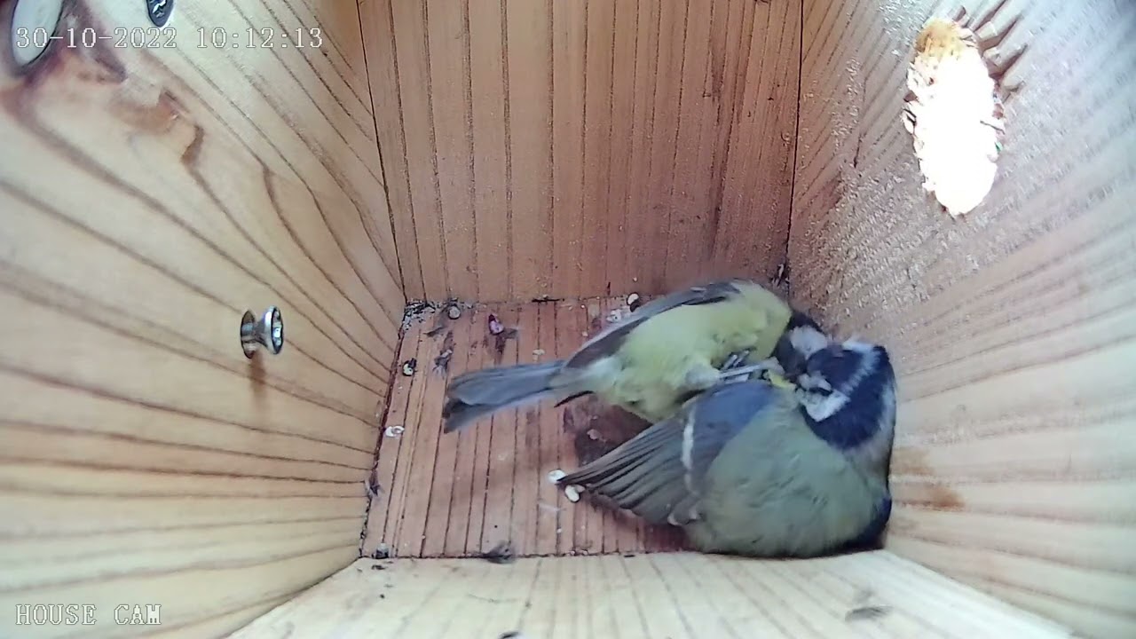 Blue tits fighting in bird box in October!