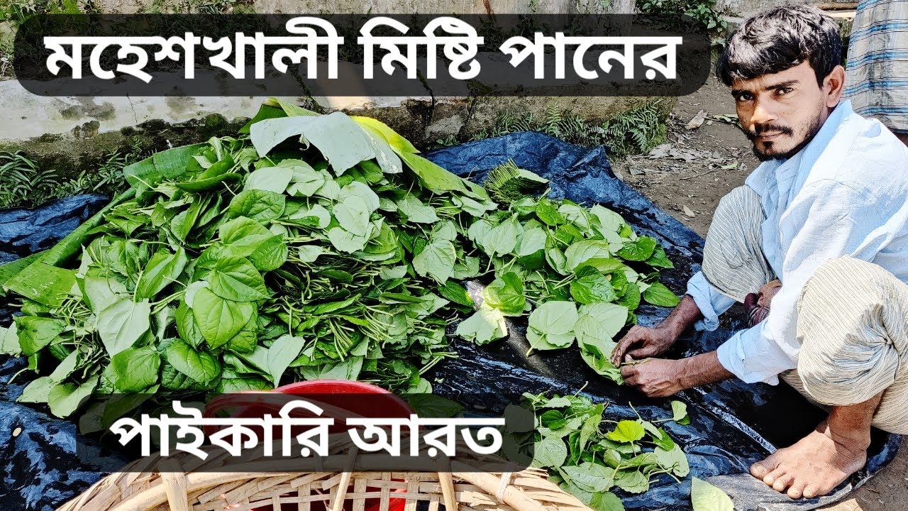 মহেশখালী মিষ্টি পানের পাইকারি আরত কক্সবাজার। পান ব্যবসার আইডিয়া। New Business Ideas 2022! amintv