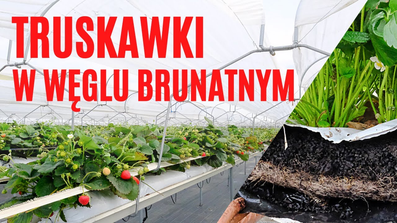 Truskawki w węglu brunatnym Carbomat w towarowej produkcji