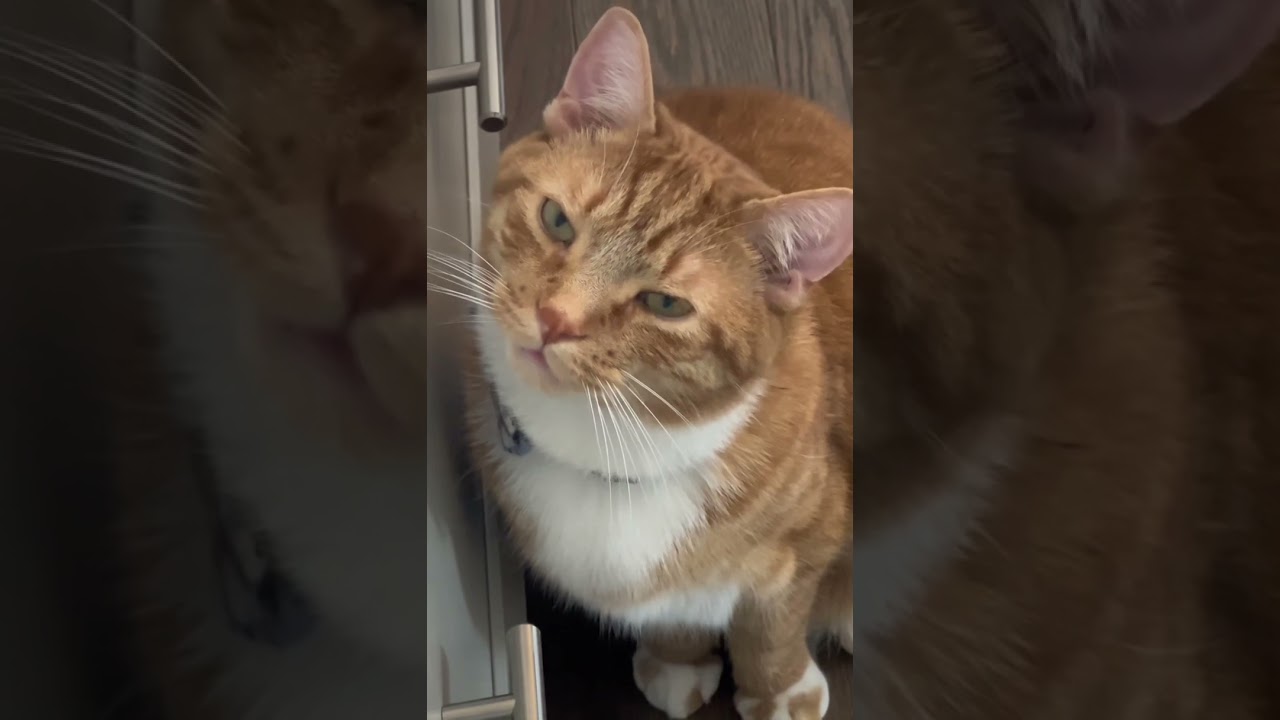 Chats with Kona the cat 😻 #cats #cute #funny #kona