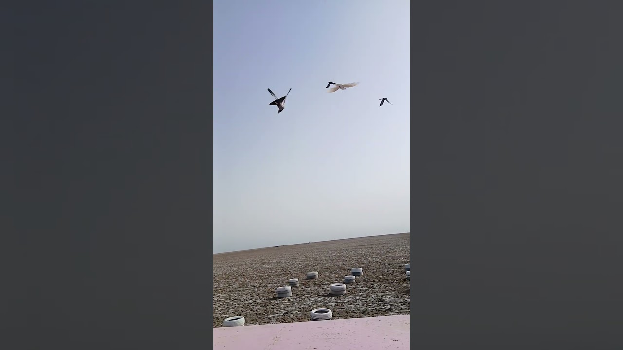 2026/1/1 شرجي