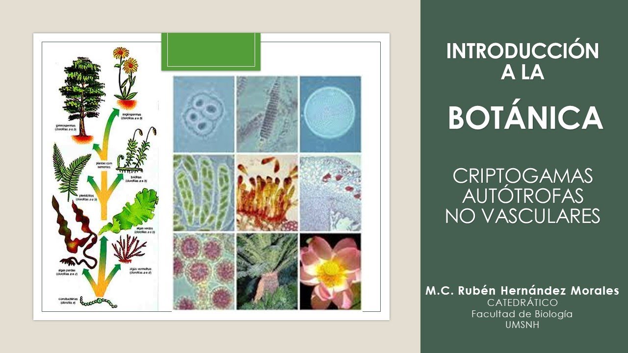 Introducción a la Botánica