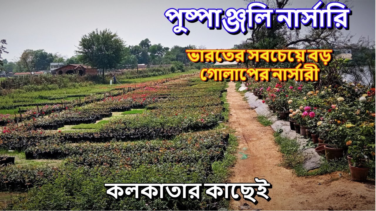 Puspanjali Nursery || Jakpur || 3000+ Rose Variety || Biggest Rose Nursery of India ||