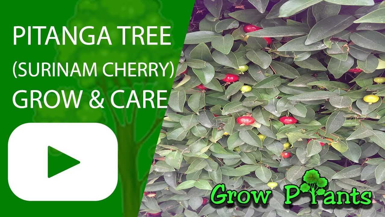 Pitanga tree (Surinam Cherry)