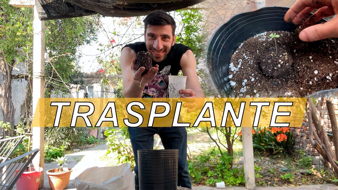 TRASPLANTE - CANN4BIS