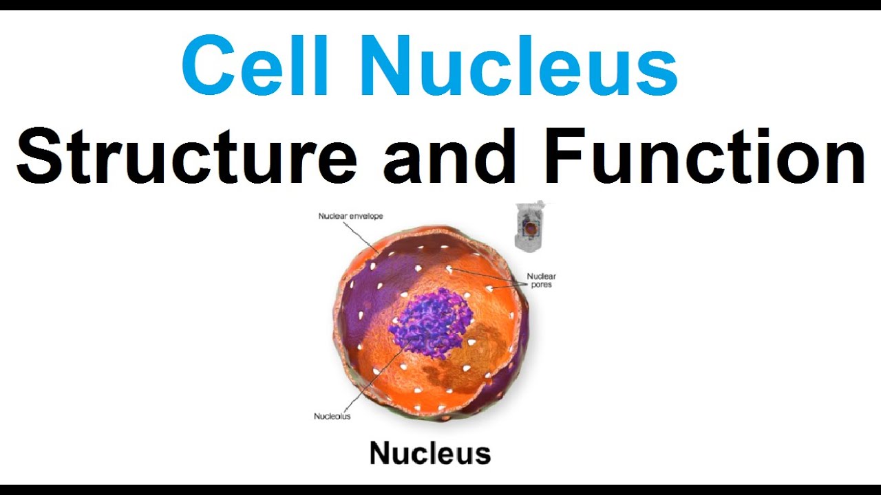 Cell nucleus-structure and function