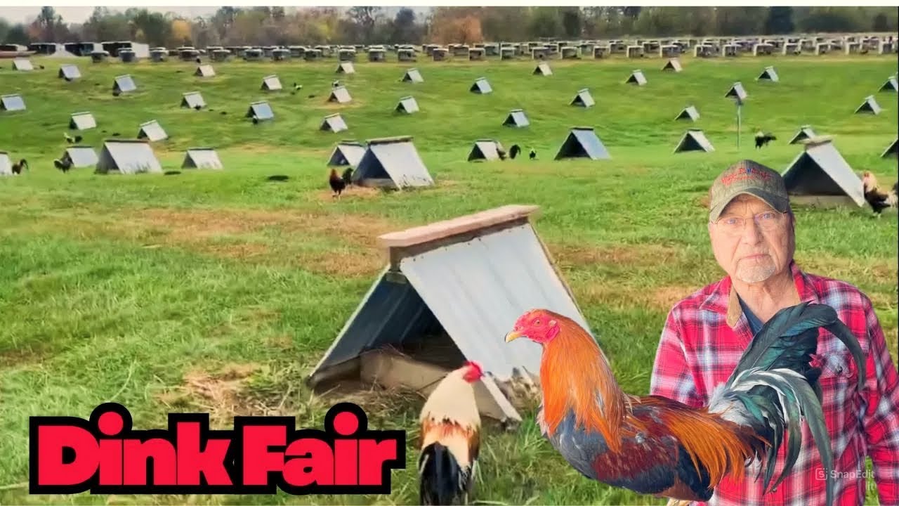 Dink Fair Farm - Экскурсия по ферме Хосе Адана - Красивая большая ферма с курятником свободного в...