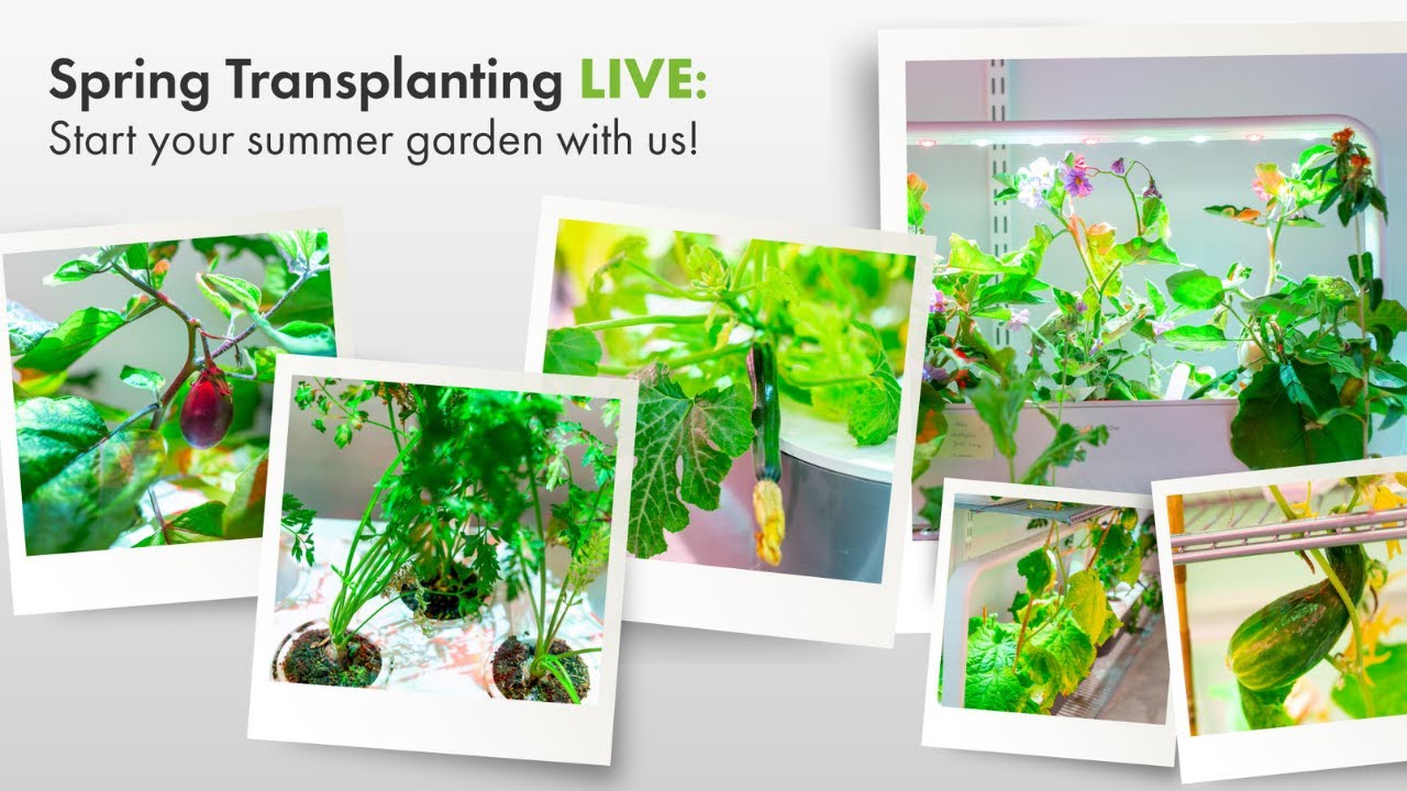 Spring Transplanting LIVE