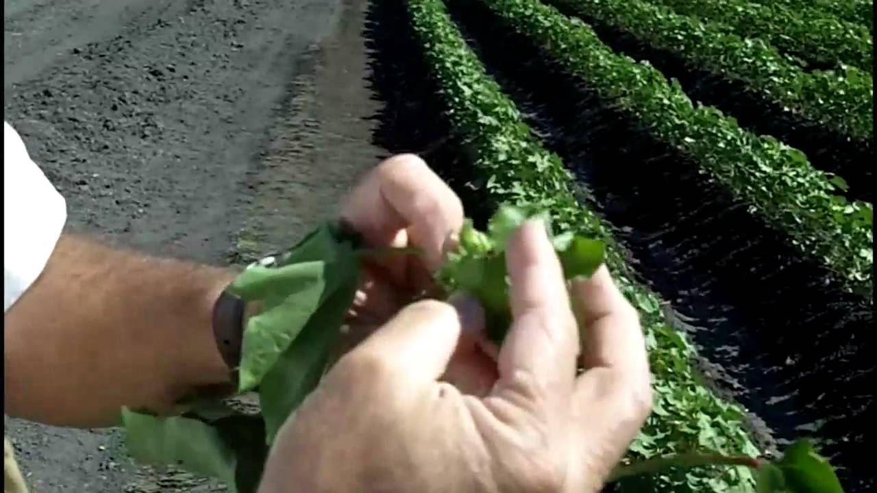 Cotton Plant Mapping for Lygus Management Decisions