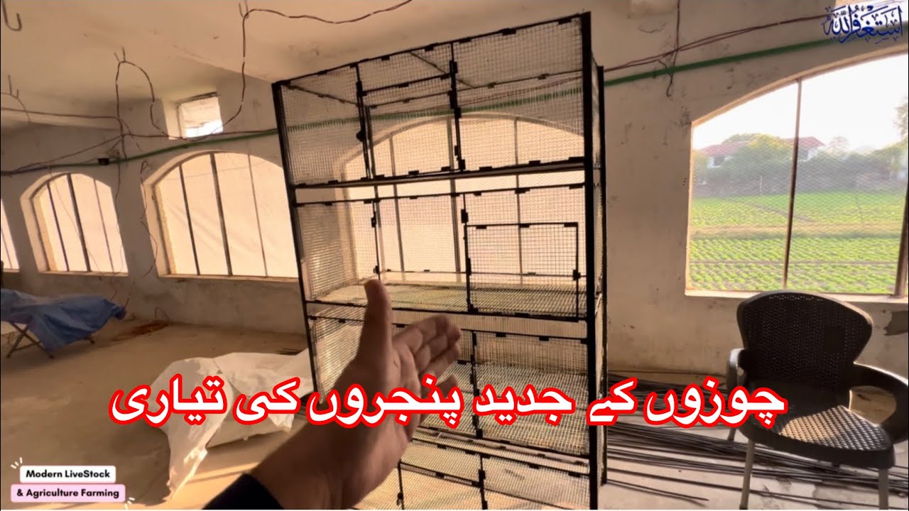 Modern Cages for Chicks Raising | Chicks Cage idea | چوزوں کے جدید پنجر ے