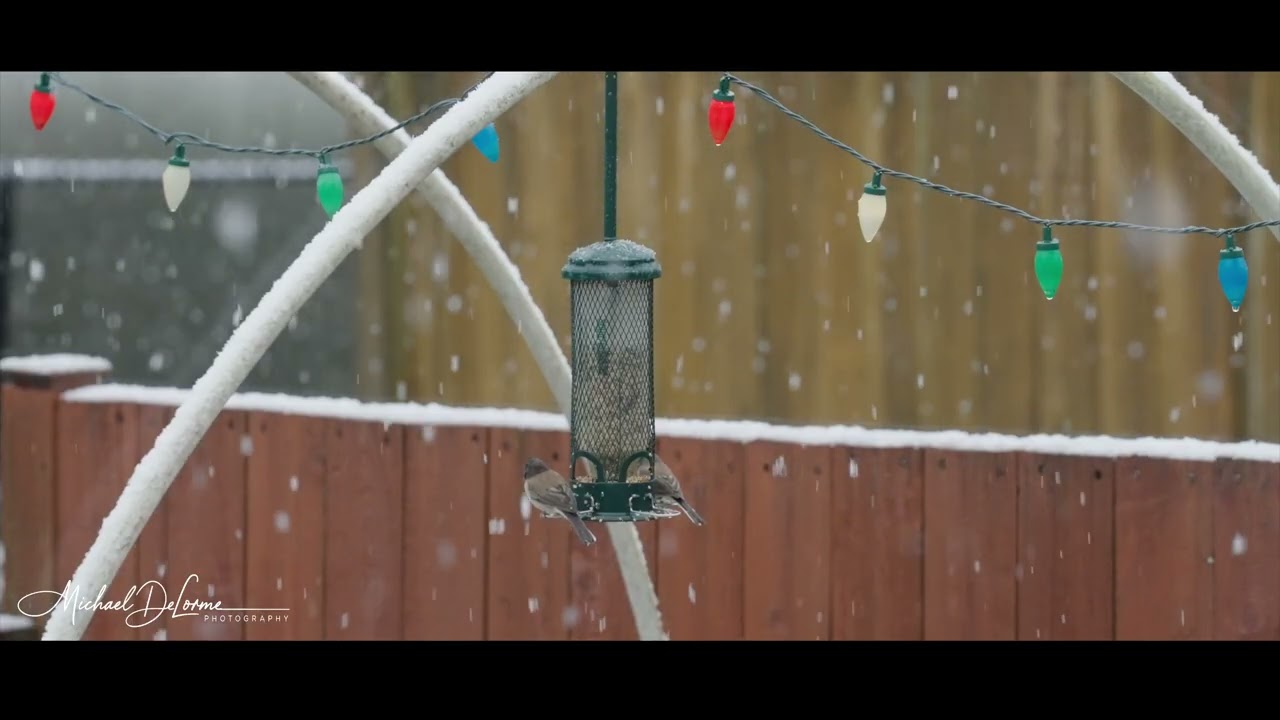 Snow-Bird Meditation