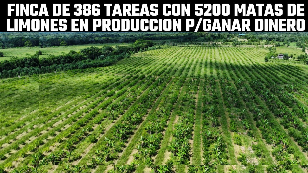 Finca para GANAR DINERO con 386 tareas y 5200 Matas de Limones en Produccion #inmobiliariabrito