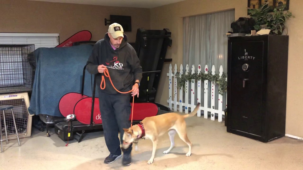 Carolina Dog 1st intro to Head Halter Training | Las Vegas Dog Training