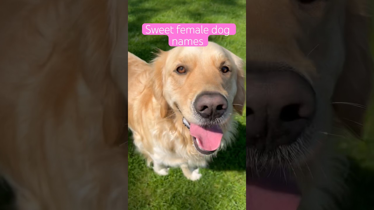 Sweet Female Dog Names 💕 #femaldognames #babynames #dognames #dog #dogs #girlnames #love #sweet