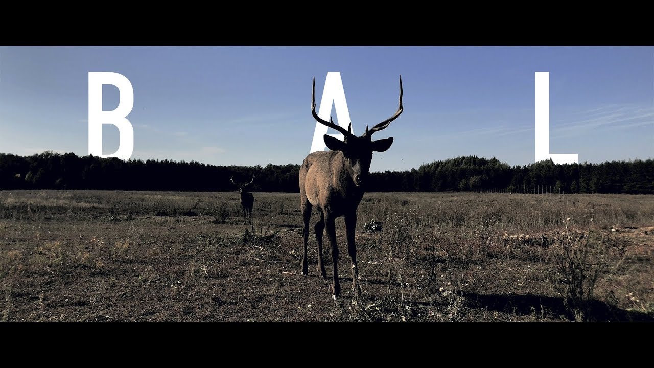 Gauga feat. Burelar – Bal