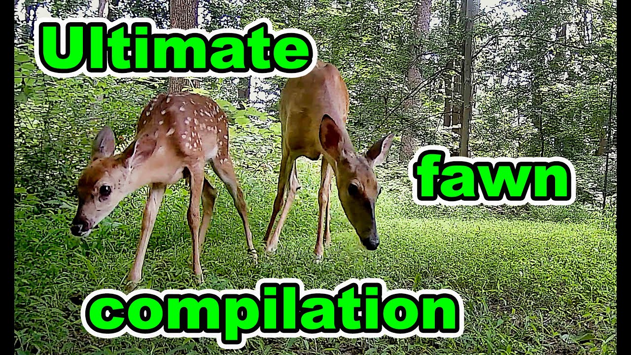 Whitetail Deer Fawns Ultimate Compilation: Caught on Trail Camera