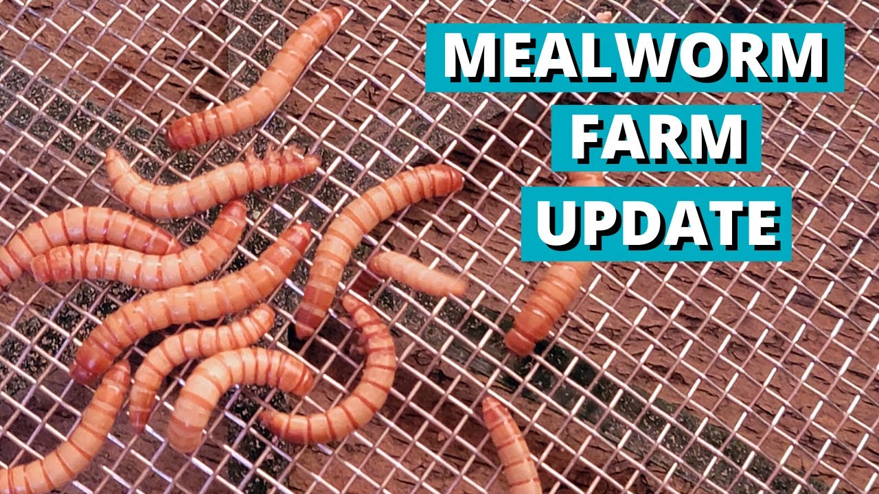 Update on the Mealworm Farm we started to Feed our Chickens (Part2)