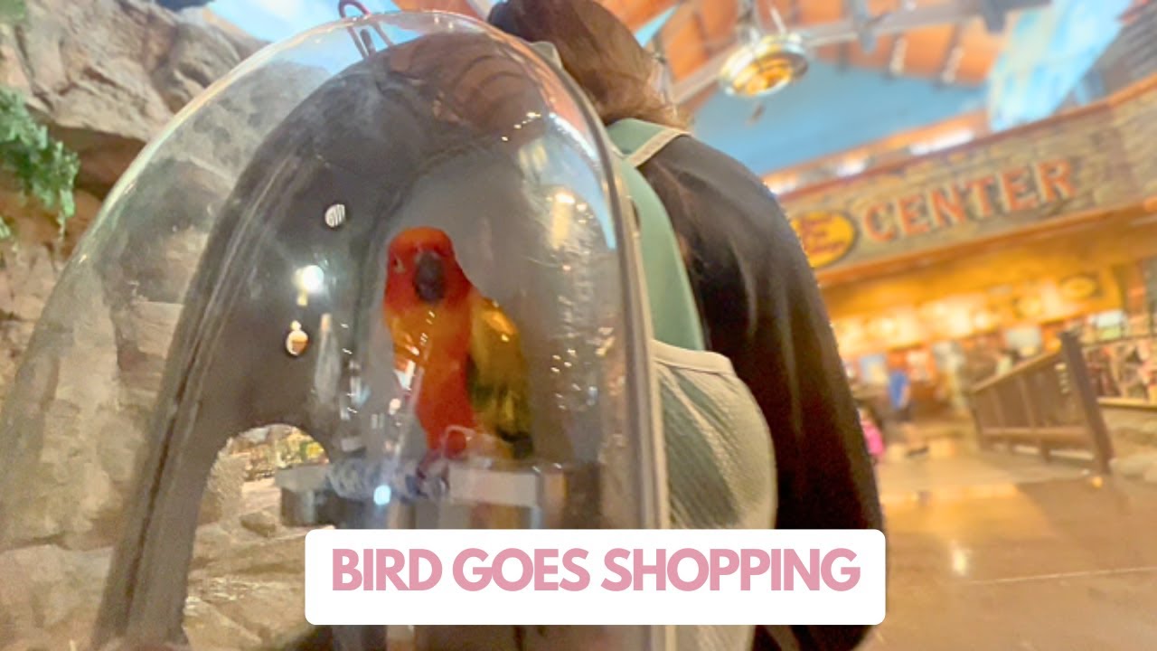 BIRD GOES SHOPPING