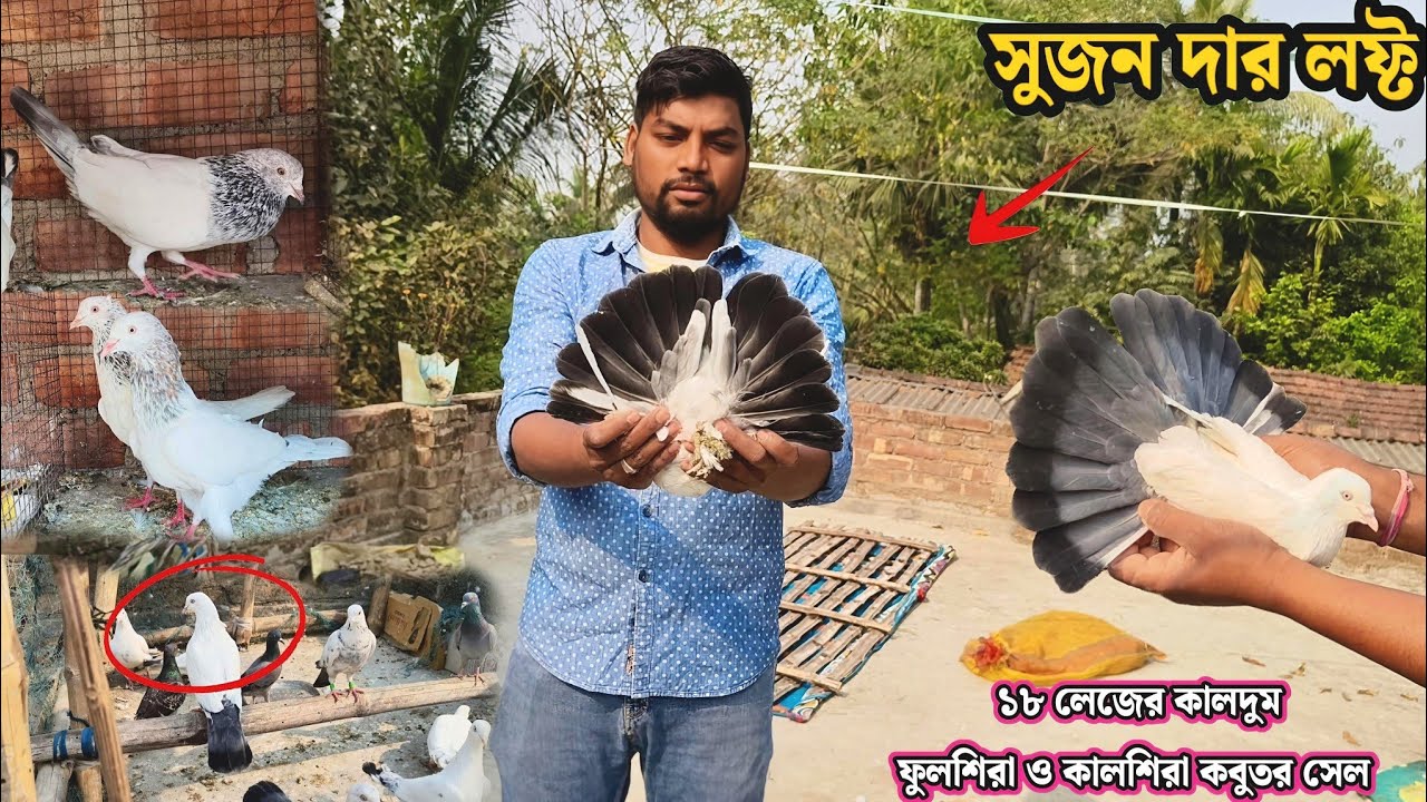 সুজন দার লফ্ট | ১৮ লেজের কালদুম | ফুলশিরা ও কালশিরা কবুতর সেল 