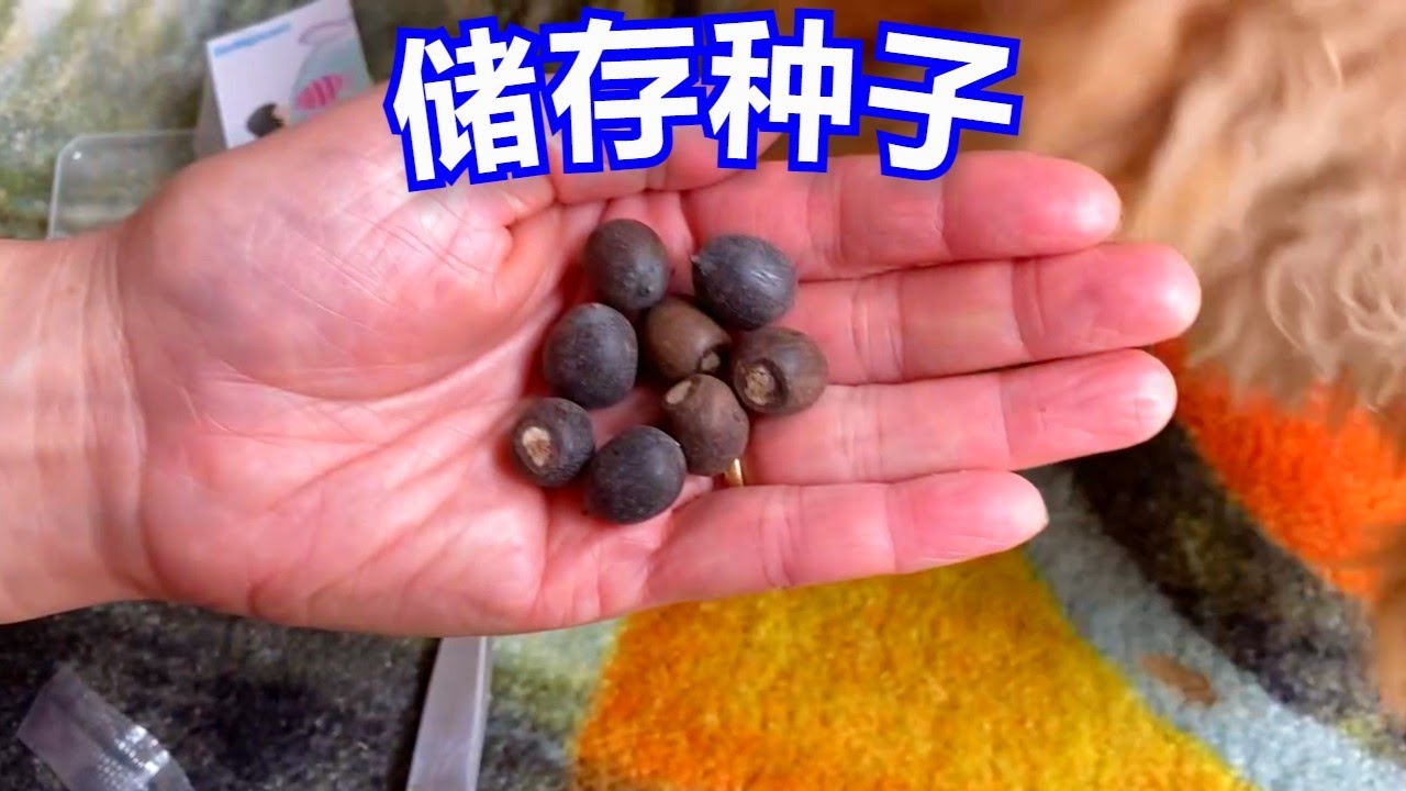 保存种子窍门 如何保存种子好几年 百试百灵 How to store seeds last for years