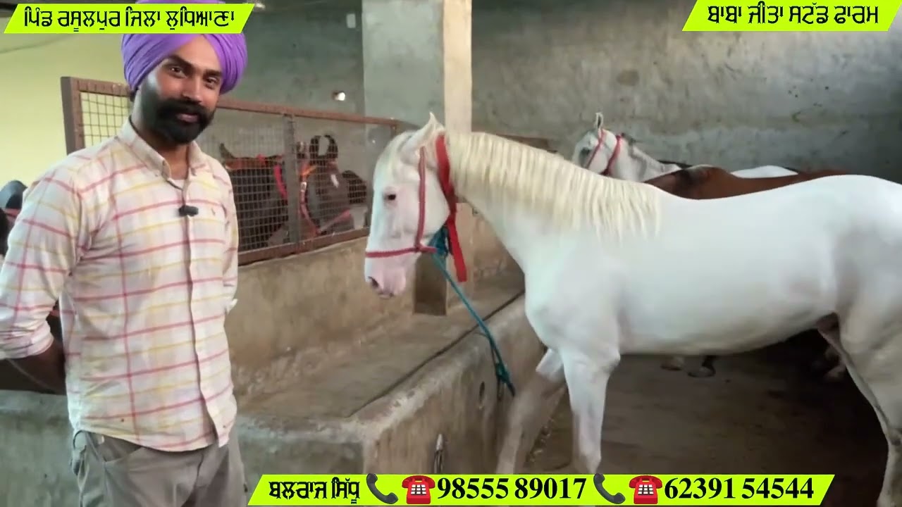 45000 ਤੋਂ ਰੇਟ ਸ਼ੁਰੂ ਅੱਜ ਬਾਬਾ ਜੀਤਾ ਸਟੱਡ ਫਾਰਮ ਤੇ 32 ਨਗ ਵਿਕਾ!!ਊ