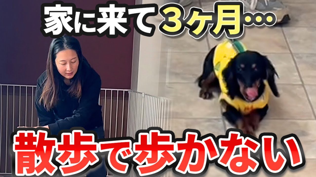 「歩かないのは拒否じゃない」お散歩で止まる犬に起きている事をまるっと公開！