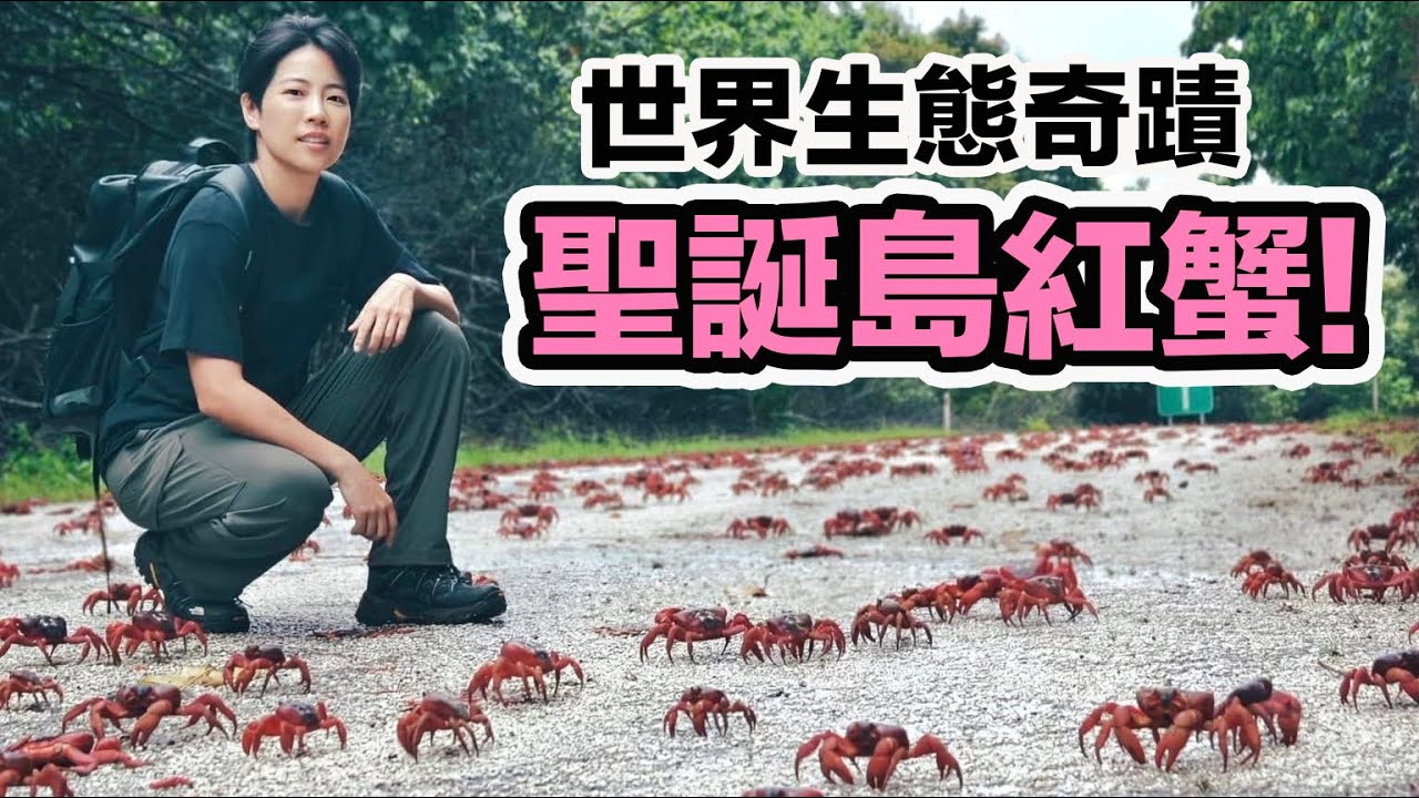 上億隻美麗陸蟹跋山涉水下海釋卵!度過危機重重!蟹媽媽們的感人故事!遠赴澳洲聖誕島拍攝~
