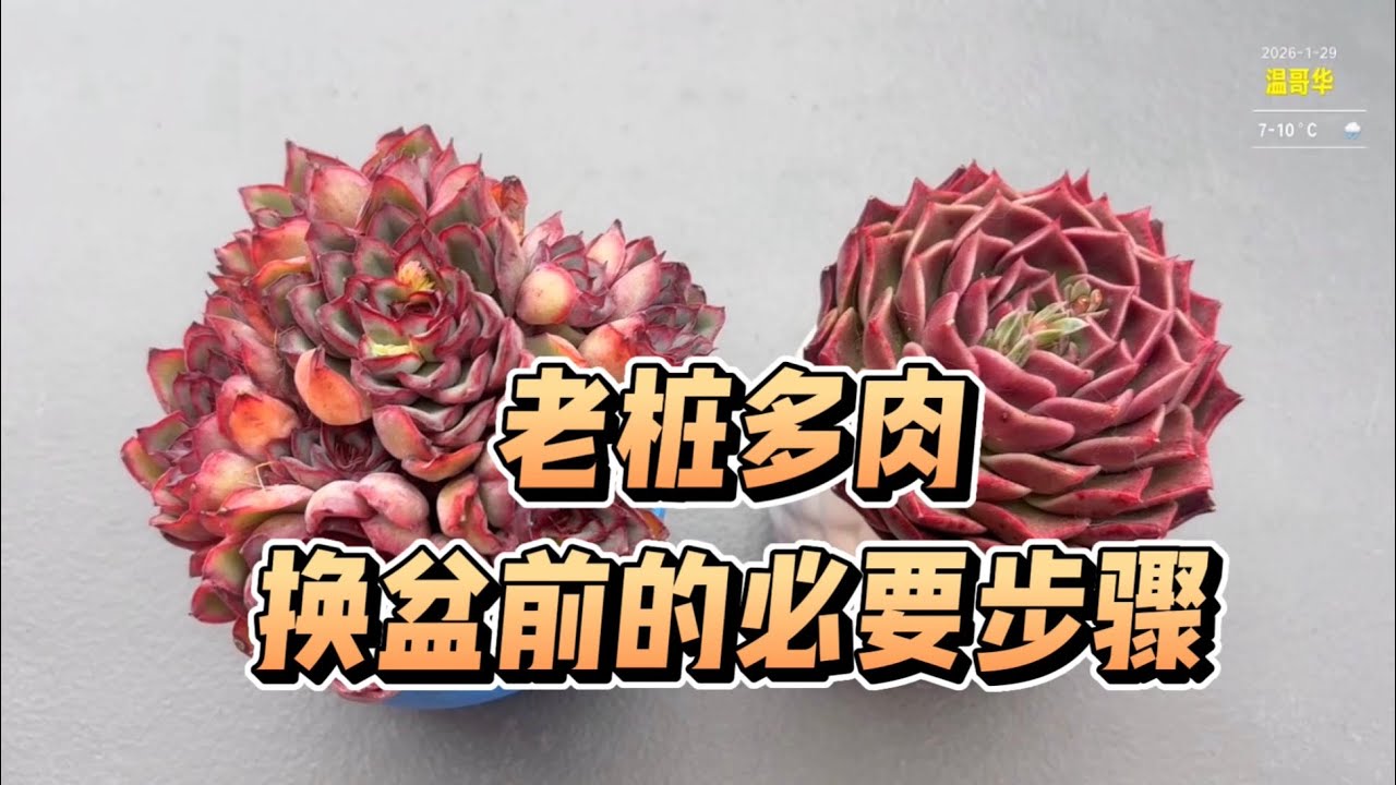 【多肉植物】老桩换盆前的必要步骤：修根与晾根，并要检查根部是否健康？