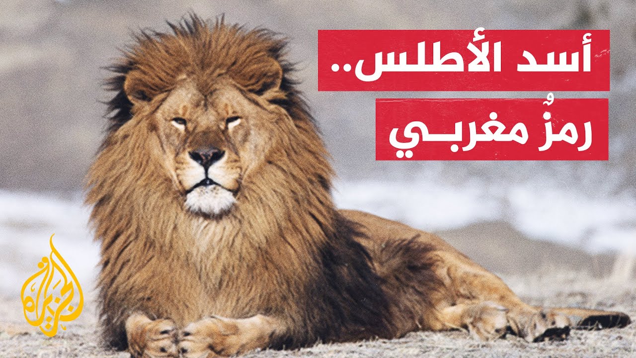 آخر ظهور له في الطبيعة كان في الأربعينات.. جهود لإنقاذ أسد الأطلس في المغرب