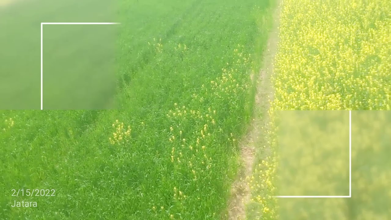 sarson ka khet