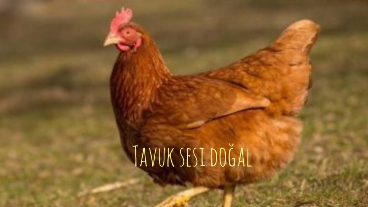 TAVUK SESİ (DOĞAL)