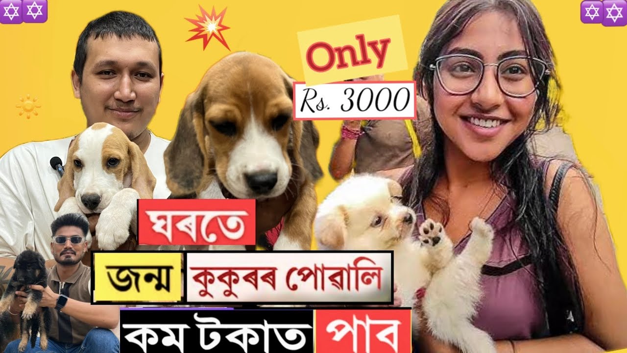 কুকুৰৰ পোৱালি লাগে নেকি ৩০০০ টকাতে পাব /Dog market in Guwahati Puja Special 