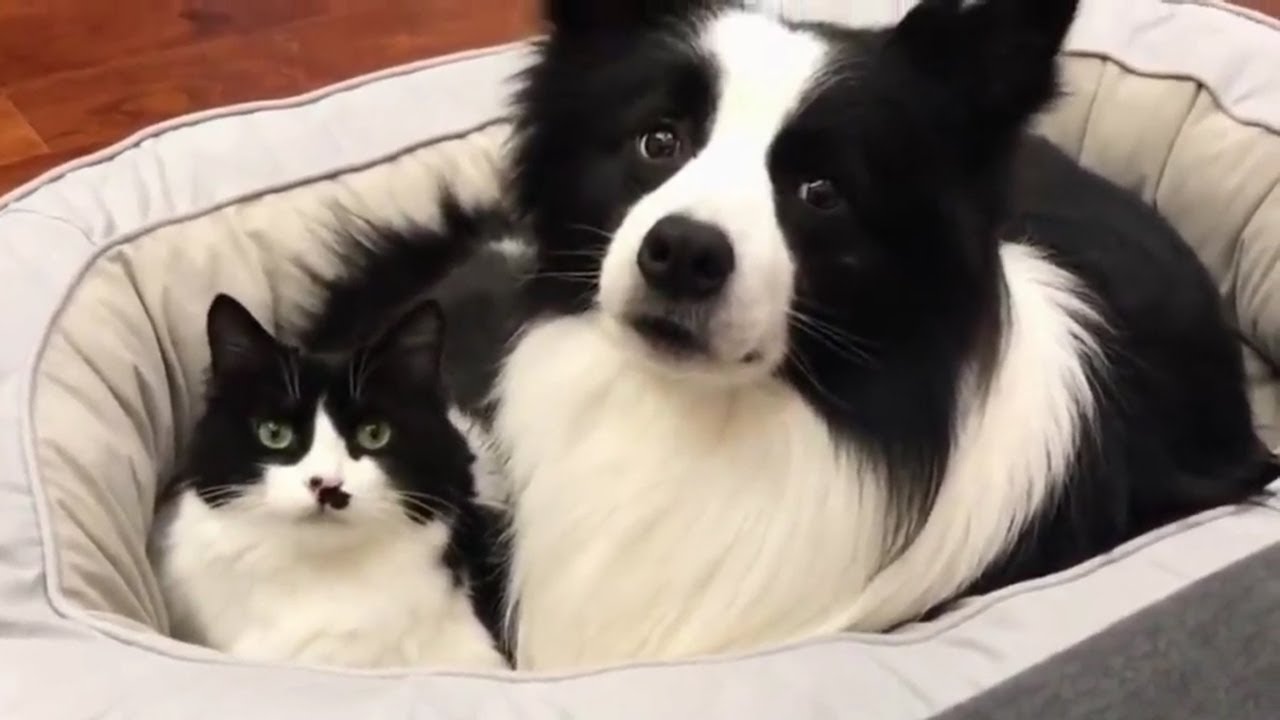 Adorable Dog and Cat Share The Same Fur Colors #dog #cat