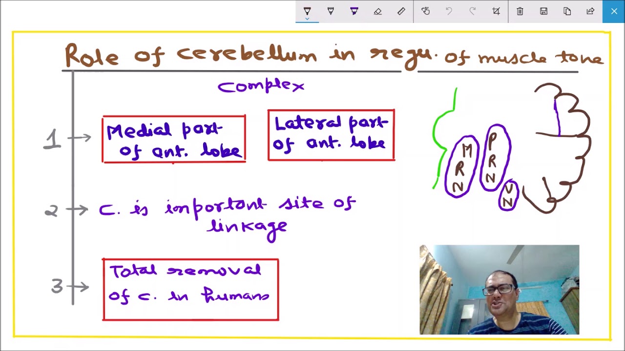 Cerebellum-Part III- Its role in muscle tone