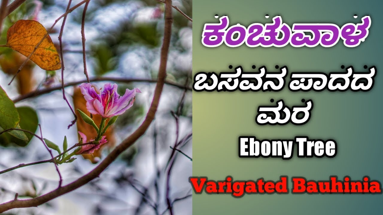 ಕಂಚುವಾಳ, Mountain Ebony Tree