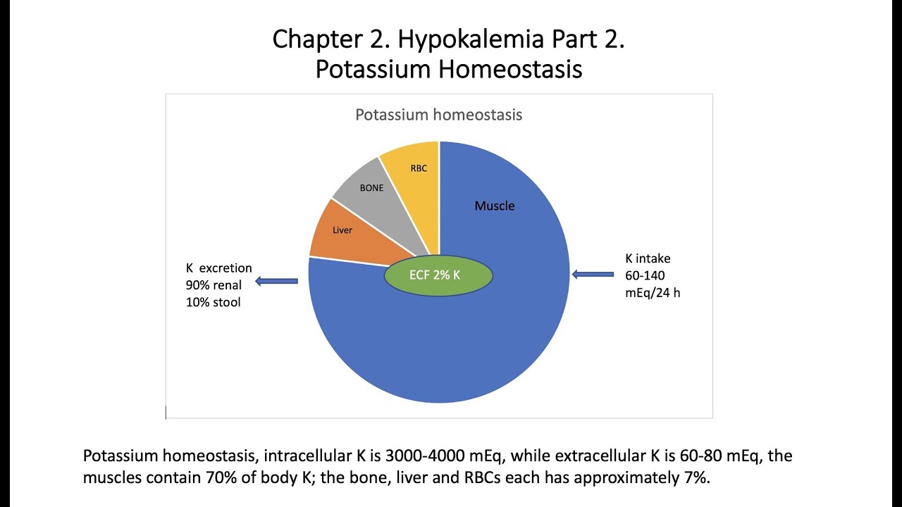 Hypokalemia Part 2. Physiology